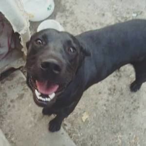 Meet your Posher, Dennis